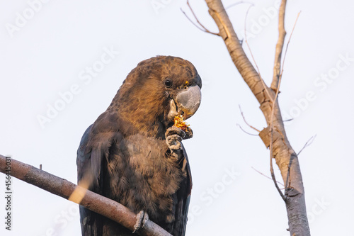 A Male Glossy black cockatoo feeding on allocasuarina diminuta  photo