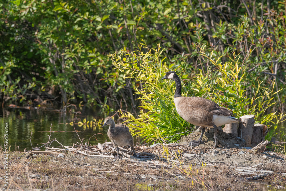 Adult Canada Geese with small, baby young seen in summer time with green, natural background. Adult Canada Geese with small, baby young seen in summer time with green, natural background.