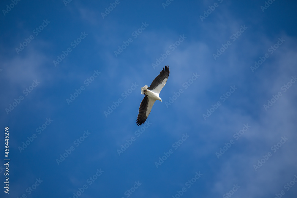 White-bellied sea eagle flying in the air. White-bellied sea eagle flying in the air.