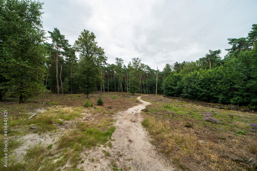 Forest landscape near Gennep, the Netherlands Forest landscape near Gennep, the Netherlands