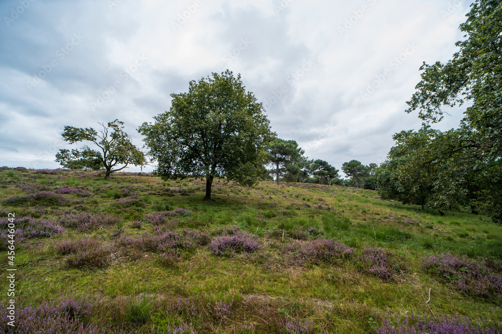 Heather landscape of the national park De Maasduinen Heather landscape of the national park De Maasduinen