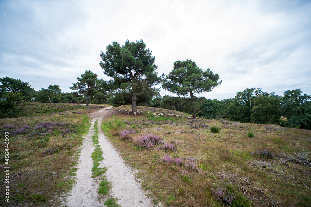 Heather landscape of the national park De Maasduinen