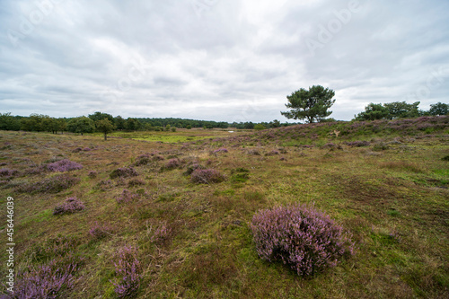 Heather landscape of the national park De Maasduinen photo