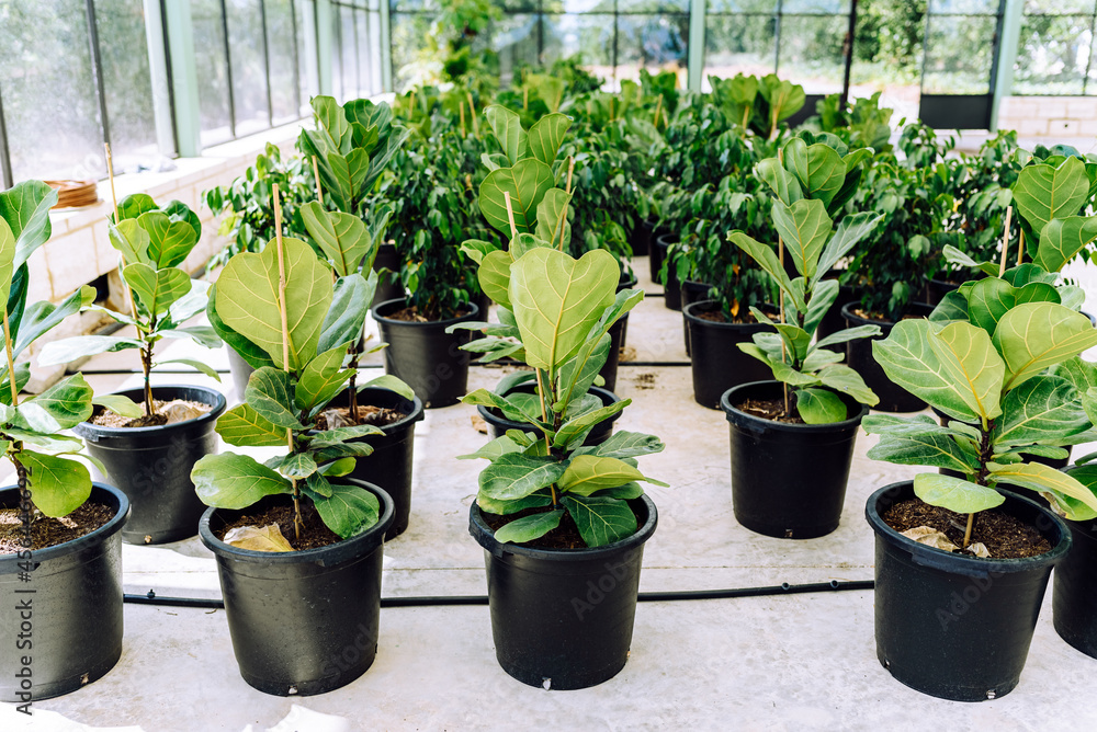 Plants of various types in pots in a greenhouse.
