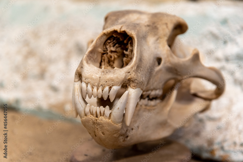 Skull of a grizzly bear close up with blurred background. Skull of a grizzly bear close up with blurred background.