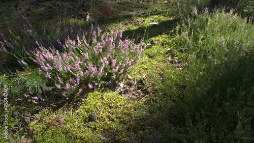 Violet flowering forest heathers lit by the light of the morning sun.