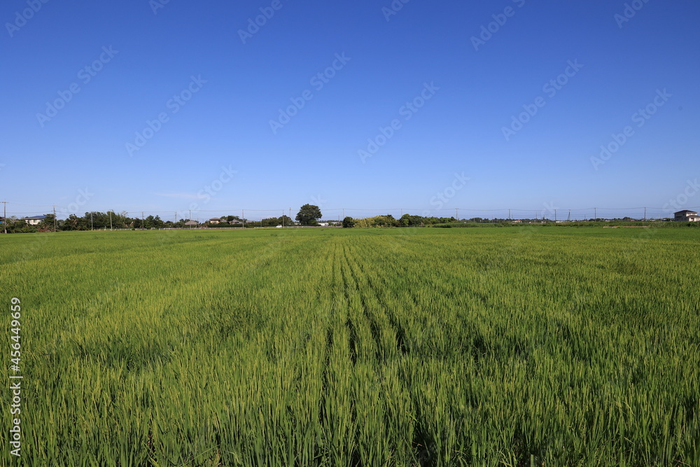 Obraz premium 収穫前後の田園風景