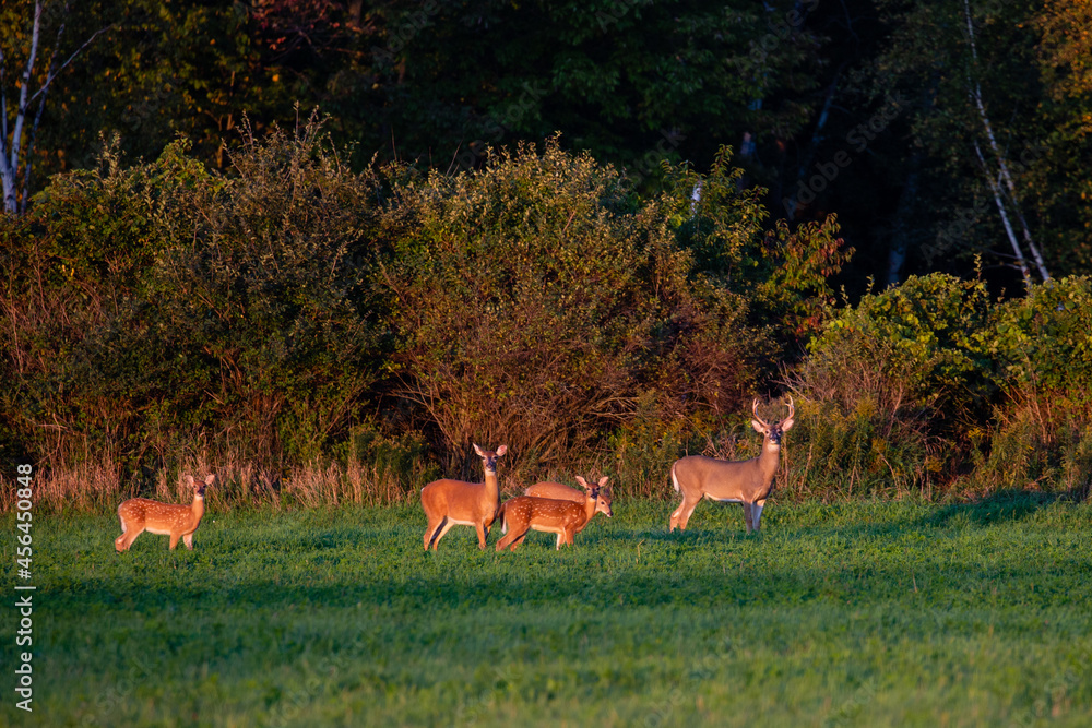 White-tailed deer buck, doe and fawns standing in a Wisconsin hay field in early September White-tailed deer buck, doe and fawns standing in a Wisconsin hay field in early September