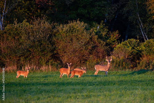 Fotografie White-tailed deer buck, doe and fawns standing in a Wisconsin hay field in early