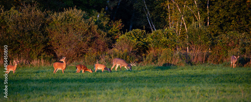 Photo White-tailed deer buck, doe and fawns feeding in a Wisconsin hay field in early