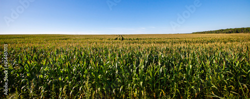 Fotografia Wisconsin cornfield with a blue sky in early September