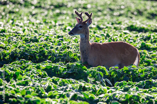 White-tailed deer (odocoileus virginianus) in velvet standing in a Wisconsin soybean field photo