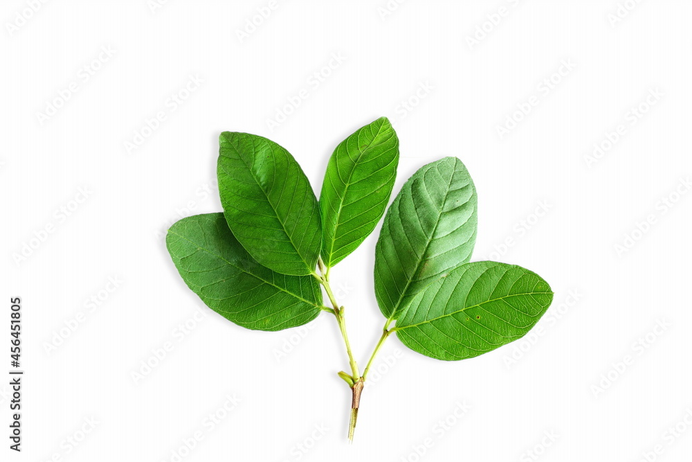 Fototapeta premium green guava leaves isolated in white background with copy space