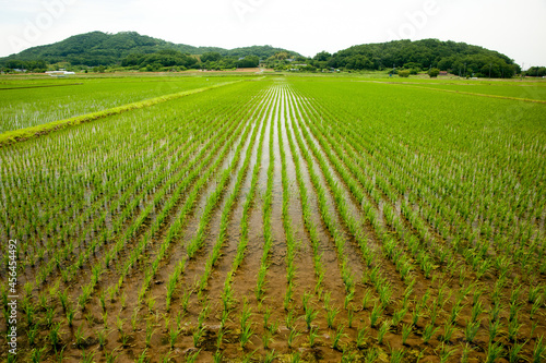 田んぼ
