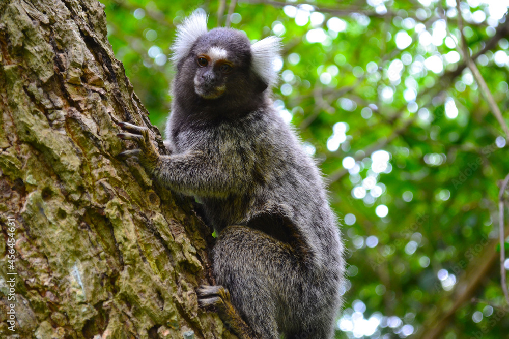 Fototapeta premium natureza