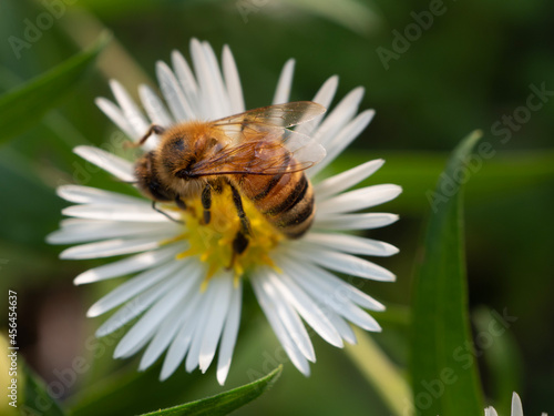 bee on a flower © Shahna