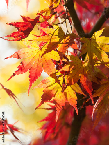 紅葉