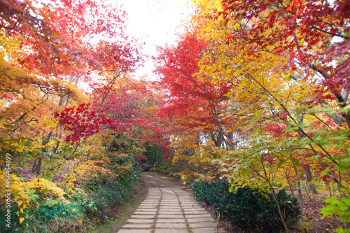 紅葉