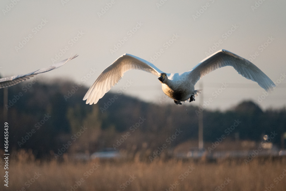 Fototapeta premium 白鳥