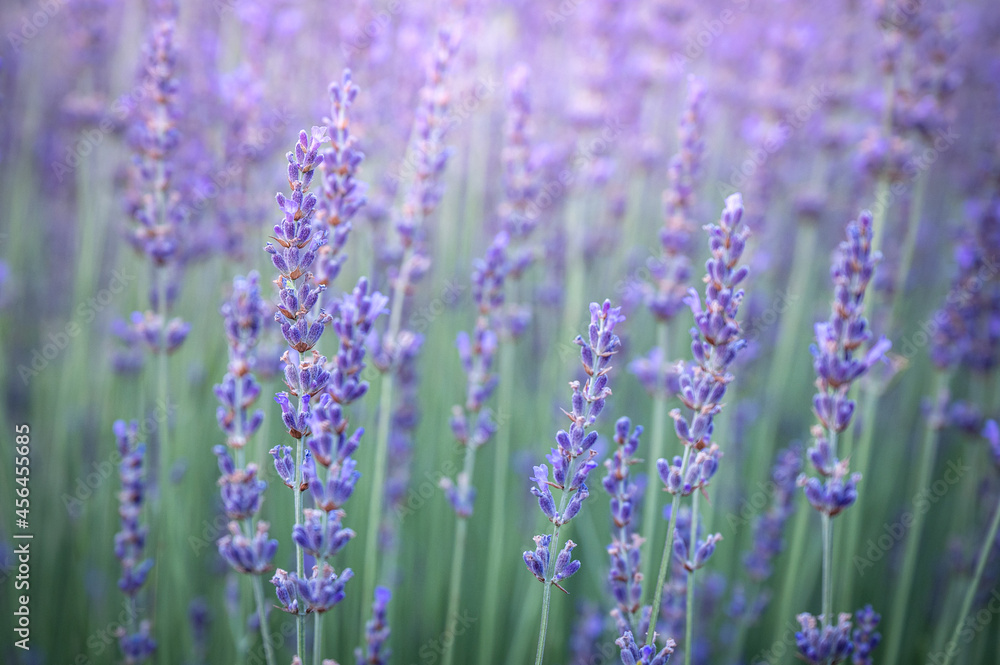 Lavender flowers in a lavender field, closeup Lavender flowers in a lavender field, closeup