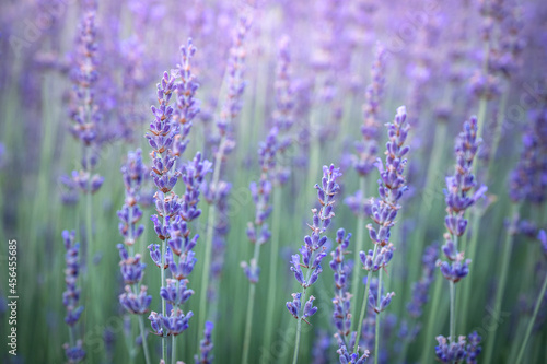 Lavender flowers in a lavender field, closeup