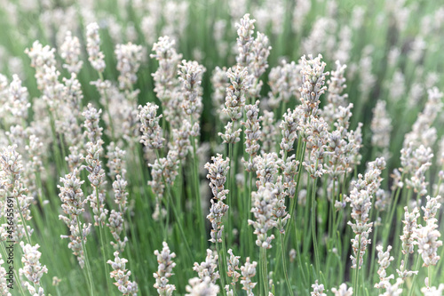 Closeup of white lavender flowers 
