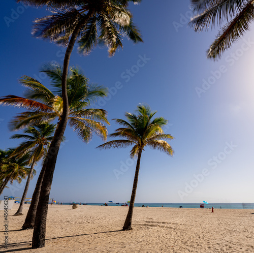 Fototapeta Naklejka Na Ścianę i Meble -  Tropical palm trees Hollywood Beach FL