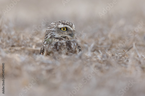 Kaninchenkauz (Burrowing owl)
Ecuador