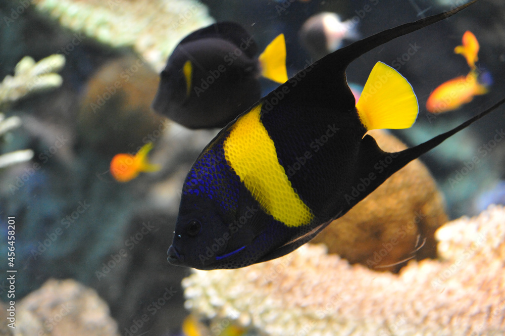 Fototapeta premium 魚