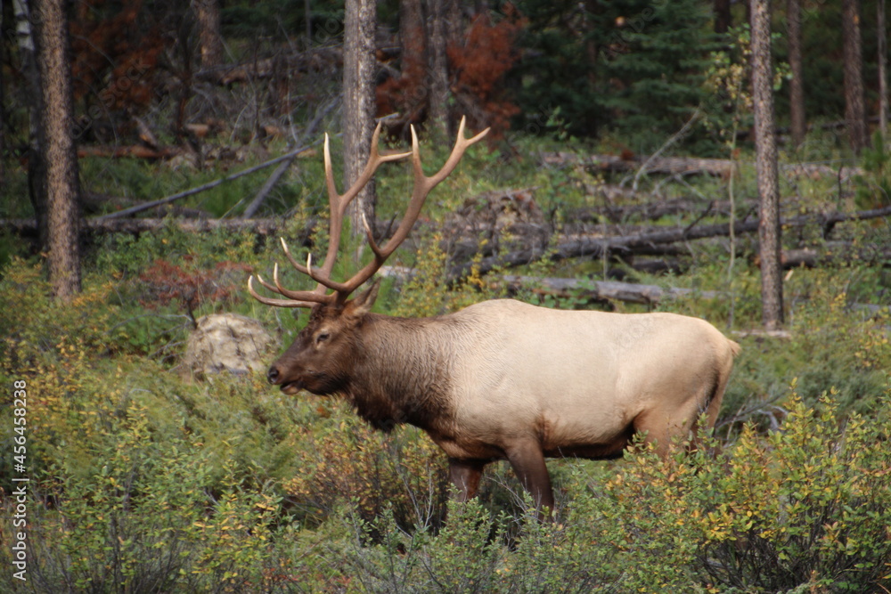 Bull Elk On The Move, Jasper National Park, Alberta Bull Elk On The Move, Jasper National Park, Alberta