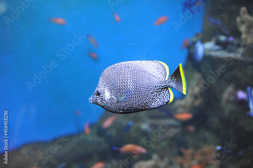魚