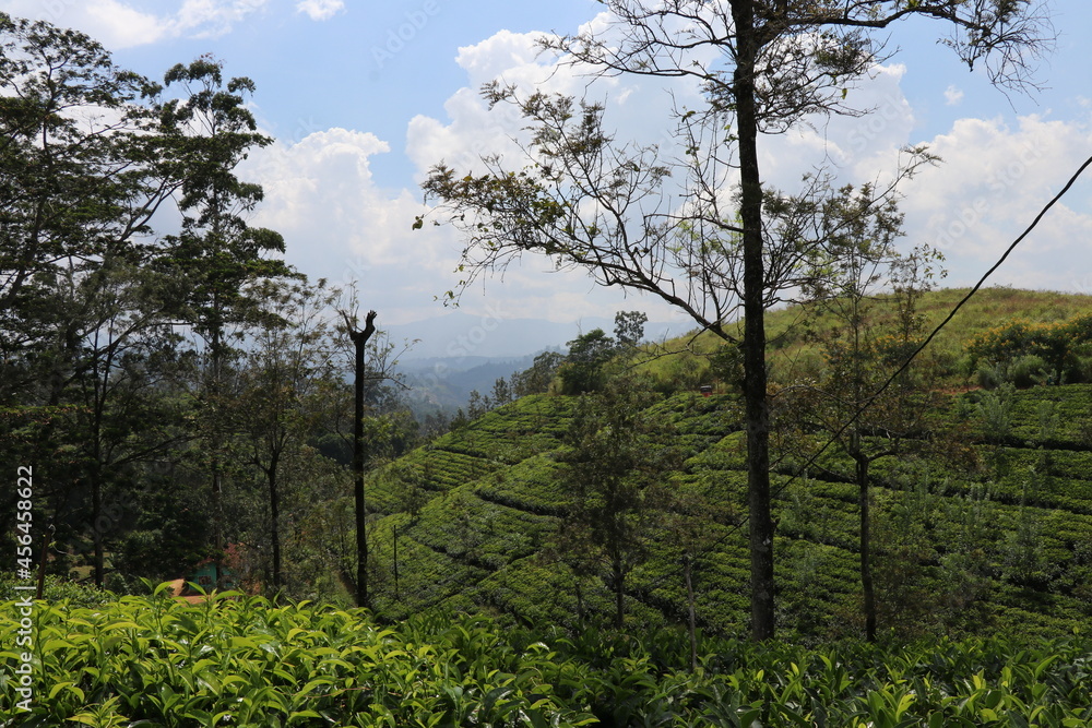 Looking at the beauty of nature through the tea estates.