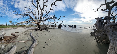 trees on the beach