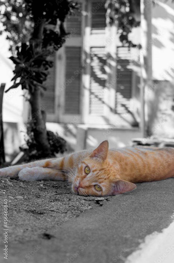 Fototapeta premium cat in the garden