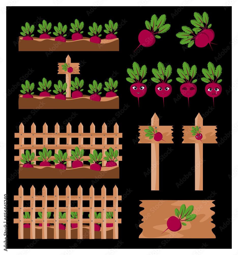Attractive vector set of farming vegetable of beetroot. There are board
