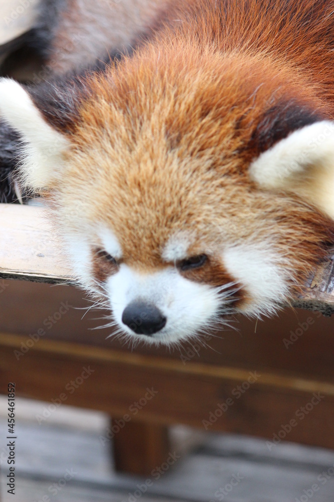 レッサーパンダ レッサーパンダ