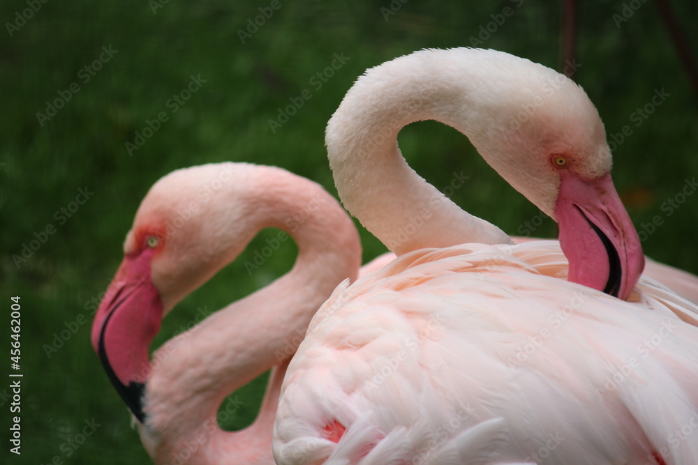 Naklejka premium Famingo im Aachener Tierpark in Deutschland