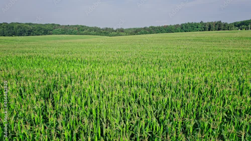 Beautiful summer landscape of a corn field Beautiful summer landscape of a corn field
