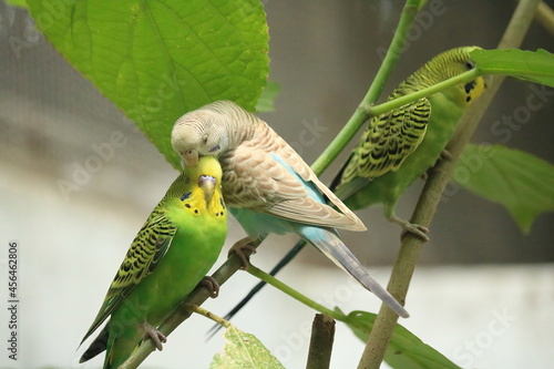 Love birds
