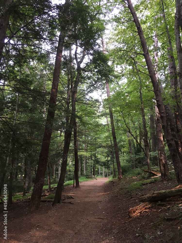 Shaded Hiking Trail Shaded Hiking Trail