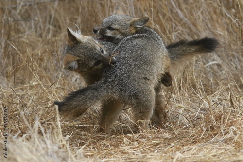 Island Fox pups wrestling on the Channel Islands National Park photo