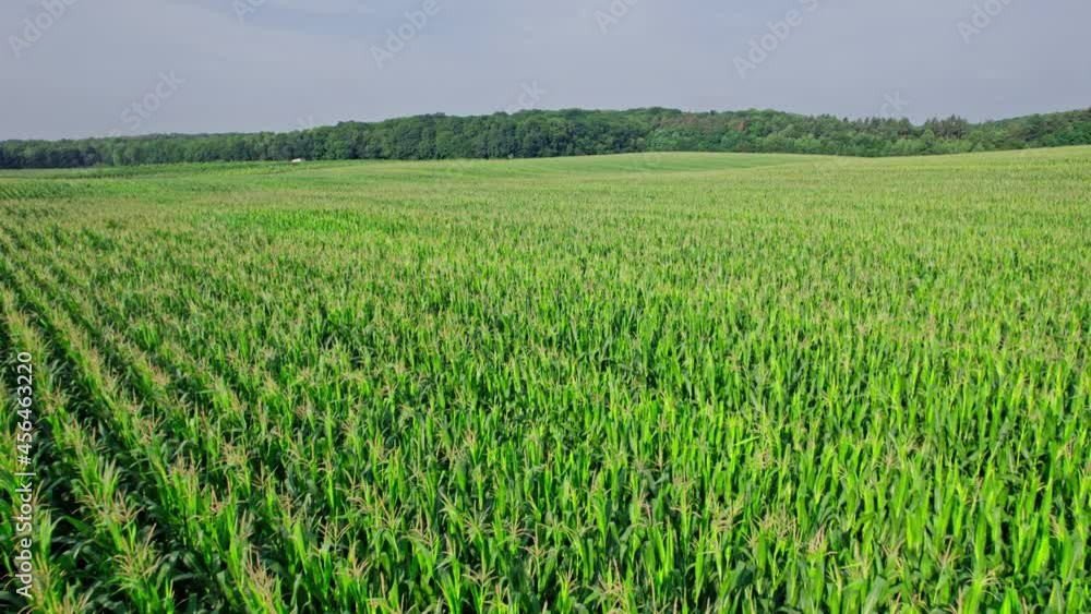 Drone flies over green agriculture corn field Drone flies over green agriculture corn field