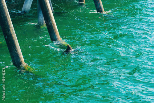 Close up shot of walrus swimming near the pier