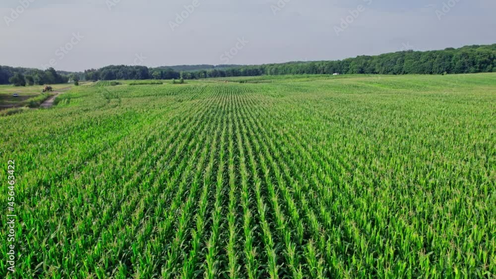 Aerial View of Corn Crops Field From Drone Point Of View Aerial View of Corn Crops Field From Drone Point Of View