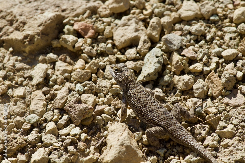 Lizard in the high desert at Smith Rock State Park, Central Oregon Lizard in the high desert at Smith Rock State Park, Central Oregon
