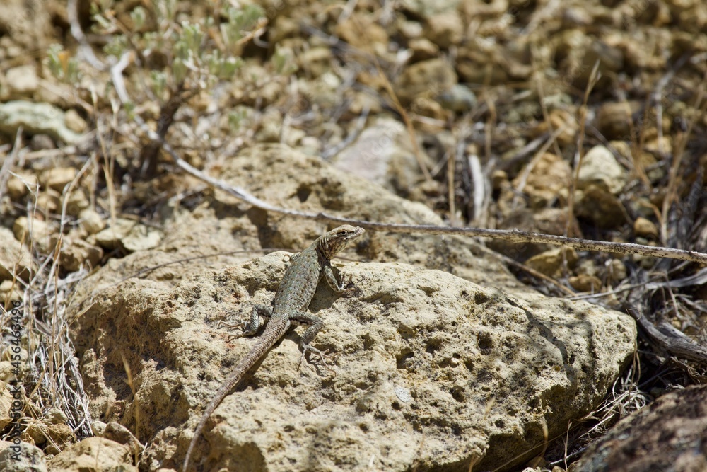Lizard in the high desert at Smith Rock State Park, Central Oregon Lizard in the high desert at Smith Rock State Park, Central Oregon