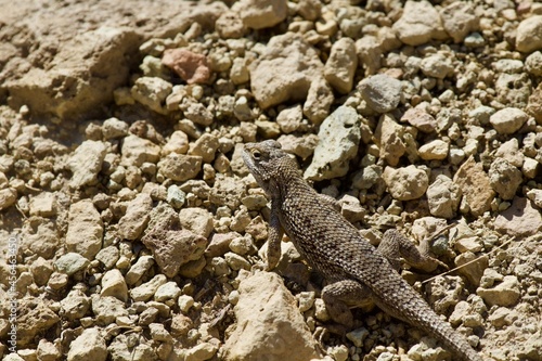 Lizard in the high desert at Smith Rock State Park, Central Oregon 
