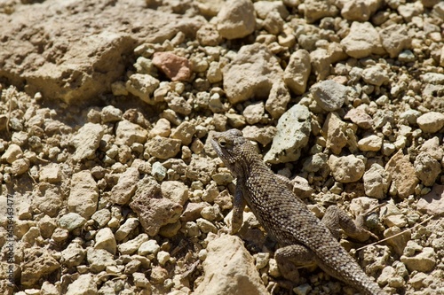Lizard in the high desert at Smith Rock State Park, Central Oregon 