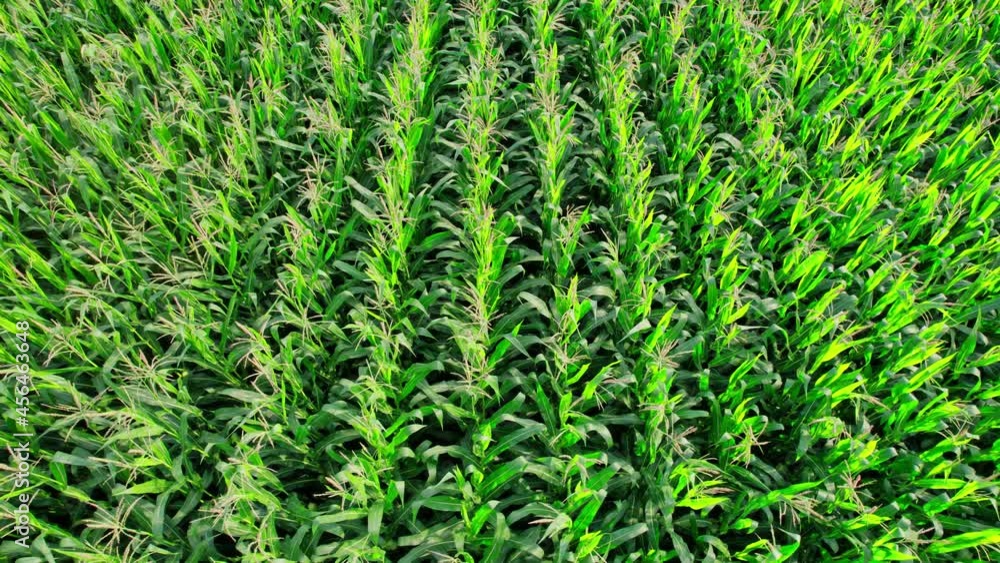 Aerial View of Corn Crops Field From Drone Point Of View Aerial View of Corn Crops Field From Drone Point Of View