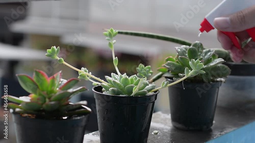 Watering succulent plants in pots with a hand-held spray